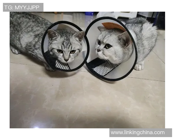 萌宠大集合八卦选手与可爱宠物的甜蜜日常吸引无数粉丝关注 萌宠大集合八卦选手与可爱宠物的甜蜜日常吸引无数粉丝关注